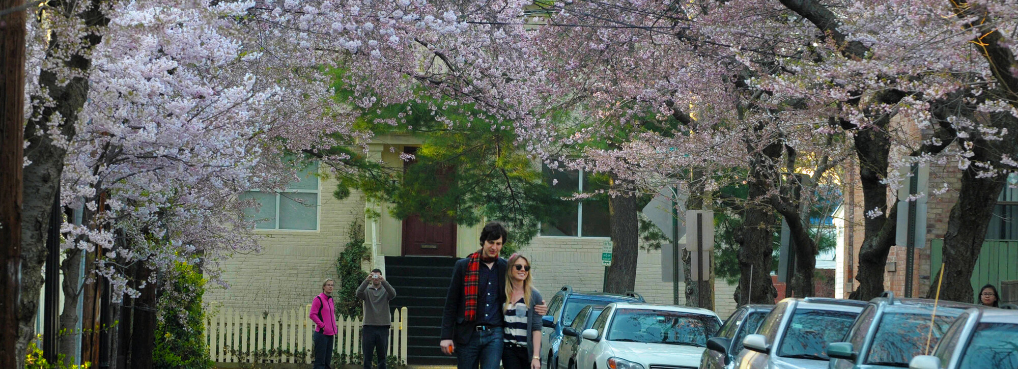 two people walking down a street with cherry blossoms in bloom